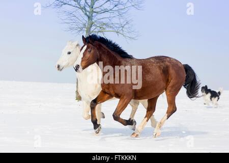 Warmblut. Zwei Pferde im Galopp auf einer verschneiten Weide. Deutschland Stockfoto