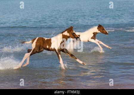 Barb Pferd. Paar Skewbal Stutfohlen-Fohlen im Galopp im flachen Wasser. Ägypten. Stockfoto