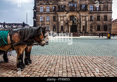 Pferde auf dem Platz, Dresden, Deutschland, Europa Stockfoto