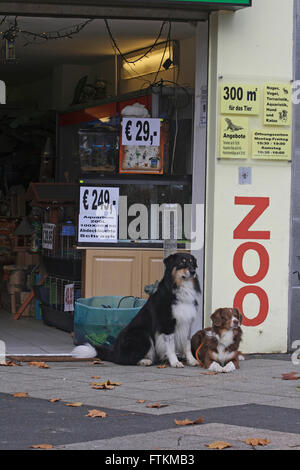 Australian Shepherd und Miniature Australian Shepherd. Zwei Hunde warten auf ihre Besitzer vor einem Geschäft. Deutschland Stockfoto