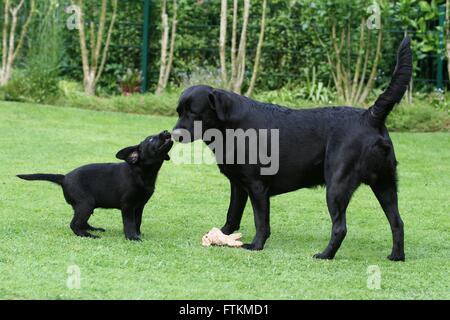 Labrador Retriever. Welpen (9 Wochen alt) mit seinen Vater auf einer Wiese im Garten spielen. Deutschland Stockfoto