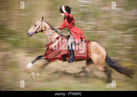 Achal-Tekkiner. Buckskin Hengst im Galopp mit Fahrer in russische Tracht. Deutschland Stockfoto