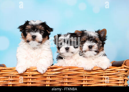 Biewer Terrier. Drei Welpen (8 Wochen alt) in einem Weidenkorb. Studio Bild vor einem blauen Hintergrund. Deutschland Stockfoto