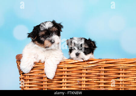 Biewer Terrier. Zwei Welpen (8 Wochen alt) in einem Weidenkorb. Studio Bild vor einem blauen Hintergrund. Deutschland Stockfoto