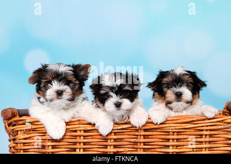Biewer Terrier. Drei Welpen (8 Wochen alt) in einem Weidenkorb. Studio Bild vor einem blauen Hintergrund. Deutschland Stockfoto