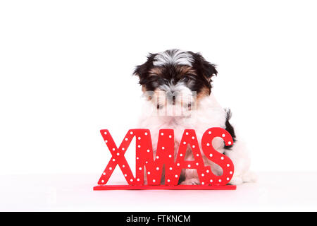 Biewer Terrier. Welpe (8 Wochen alt) sitzt neben den Buchstaben XMAS. Studio Bild vor einem weißen Hintergrund. Deutschland Stockfoto