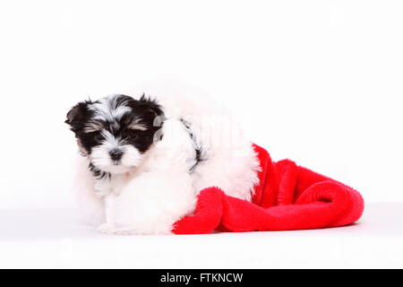 Biewer Terrier. Welpen (8 Wochen alt) in eine Weihnachtsmann-Mütze. Studio Bild vor einem weißen Hintergrund. Deutschland Stockfoto