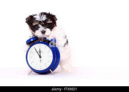 Biewer Terrier. Welpe (8 Wochen alt) neben Wecker. Studio Bild vor einem weißen Hintergrund. Deutschland Stockfoto