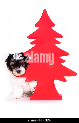 Biewer Terrier. Welpe (8 Wochen alt) Blick hinter einem roten Weihnachtsbaum. Studio Bild vor einem weißen Hintergrund. Deutschland Stockfoto