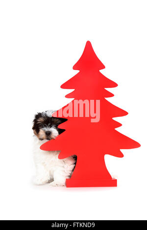 Biewer Terrier. Welpe (8 Wochen alt) Blick hinter einem roten Weihnachtsbaum. Studio Bild vor einem weißen Hintergrund. Deutschland Stockfoto