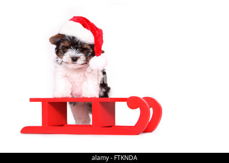 Biewer Terrier. Welpen (8 Wochen alt) auf roter Schlitten, Weihnachtsmann Hut trägt. Studio Bild vor einem weißen Hintergrund. Deutschland Stockfoto