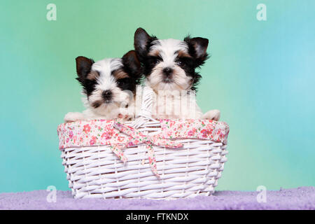 Biewer Terrier. Zwei Welpen (7 Wochen alt) in einem Warenkorb. Studio Bild vor einem blauen Hintergrund. Deutschland Stockfoto