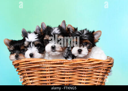 Biewer Terrier. Drei Welpen (7 Wochen alt) in einem Weidenkorb. Studio Bild vor einem blauen Hintergrund. Deutschland Stockfoto