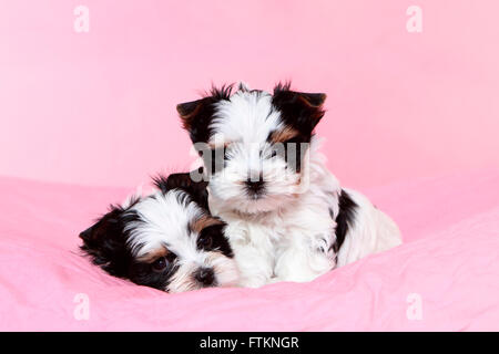 Biewer Terrier. Zwei Welpen (7 Wochen alt), liegen und sitzen. Studio Bild vor einem rosa Hintergrund. Deutschland Stockfoto