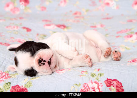 Französische Bulldogge. Welpen (6 Wochen alt) schläft auf einer blauen Decke mit rosa Blumenmuster. Deutschland Stockfoto