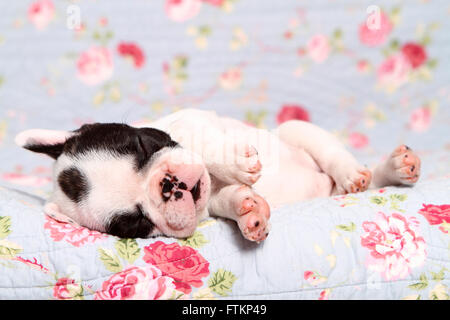 Französische Bulldogge. Welpen (6 Wochen alt) schläft auf einer blauen Decke mit rosa Blumenmuster. Deutschland Stockfoto