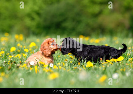 Cavalier King Charles Spaniel. Zwei Welpen (9 Wochen alt) auf einer Wiese, schnüffeln an einander. Deutschland Stockfoto