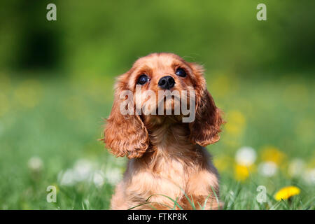Cavalier King Charles Spaniel. Porträt eines Welpen (9 Wochen alt). Deutschland Stockfoto