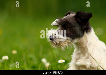Zwergschnauzer. Porträt eines Welpen (6 Wochen alt). Deutschland Stockfoto