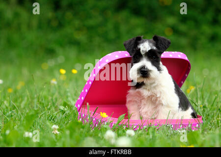Zwergschnauzer. Welpen (6 Wochen alt) sitzt in einem rosa Koffer mit weißen Tupfen. Deutschland Stockfoto