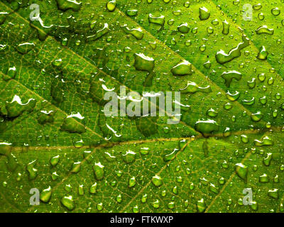 Wassertropfen auf Pflanze Bltter closeup - durch Trpfchen auf monstera  Bltter Stockfotografie - Alamy