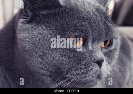 Porträt des grauen britische Katze closeup Stockfoto