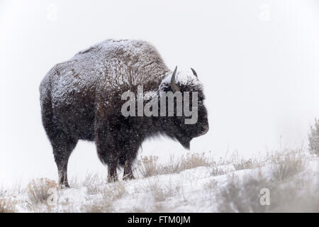 Amerikanische Bisons (Bison Bison), stehen im Schnee während Blizzard, Lamar Valley, Yellowstone-Nationalpark, Wyoming, Montana, USA Stockfoto