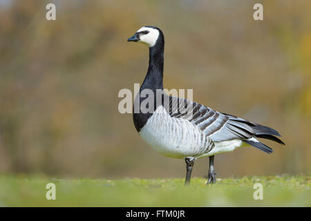 Weißwangengans (Branta Leucopsis) steht auf einer Wiese, Nordholland, Niederlande. Stockfoto