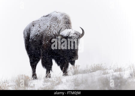 Amerikanische Bisons (Bison Bison), stehen im Schnee während Blizzard, Lamar Valley, Yellowstone-Nationalpark, Wyoming, Montana, USA Stockfoto