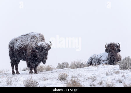 Bisons (Bison Bison), stehend und liegend im Schnee, Lamar Valley, Yellowstone-Nationalpark, Wyoming, Montana, USA Stockfoto