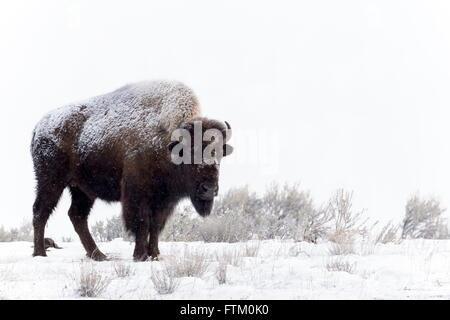 Amerikanische Bisons (Bison Bison), stehend im Schnee, Lamar Valley, Yellowstone-Nationalpark, Wyoming, Montana, USA Stockfoto
