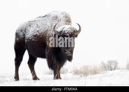 Amerikanische Bisons (Bison Bison), stehend im Schnee, Lamar Valley, Yellowstone-Nationalpark, Wyoming, Montana, USA Stockfoto