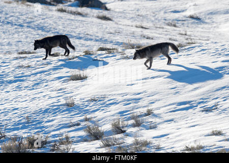 Grauer Wolf (Canis Lupus) paar Wandern im Schnee, Hintergrundbeleuchtung Schattenwurf auf Schnee, Lamar Valley, Yellowstone national Par, Wyoming Stockfoto