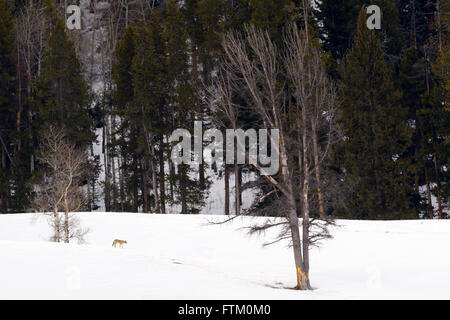 Kojote (Canis Latrans) Wandern in die Landschaft mit Schnee im Winter, Lamar Valley, Yellowstone-Nationalpark, Wyoming, USA Stockfoto