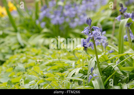 Hyacinthoides Hispanica. Spanische Glockenblumen in einem Garten. Invasive Pflanzenarten Stockfoto