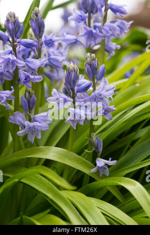 Hyacinthoides Hispanica. Spanische Glockenblumen in einem Garten. Invasive Pflanzenarten Stockfoto