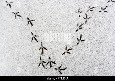 Vogel-Spuren im Schnee Stockfoto