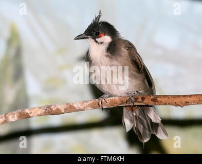 Südostasiatische rot Schnurrbärtiger Bulbul (Pycnonotus Jocosus), Gefangener Vogel Stockfoto