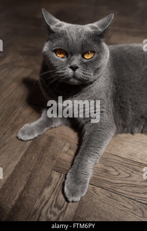 Graue britische Katze auf dem Boden liegend Stockfoto