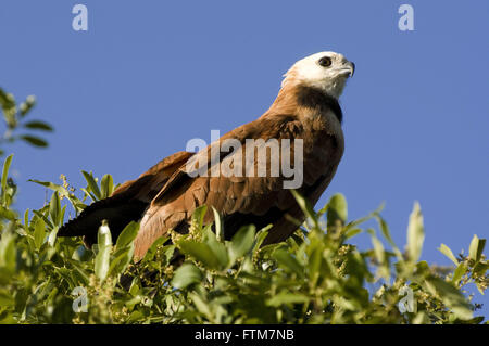 Schöne Gaviao-auch bekannt als Hawk-alt - Busarellus Nigricollis Stockfoto