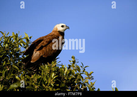 Schöne Gaviao-auch bekannt als Hawk-alt - Busarellus Nigricollis Stockfoto