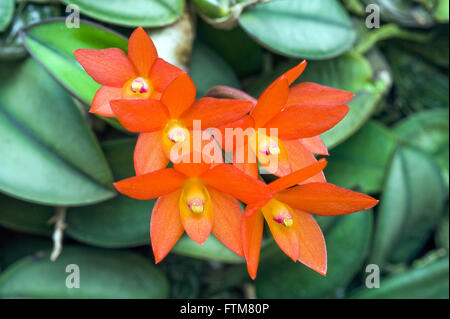 Orquidea Cattleya Cernua Sophronitis oder cernua Stockfoto