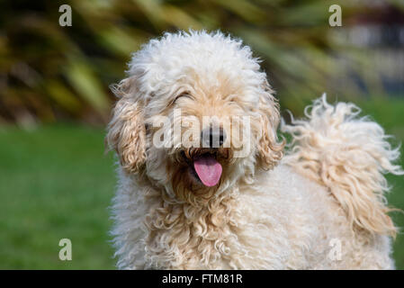 Beige (Aprikose) farbige sehr behaarte Labradoodle keuchend und schaut in die Kamera Stockfoto