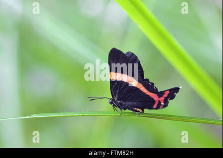 Schmetterling thront auf Blatt im Regenwald Stockfoto