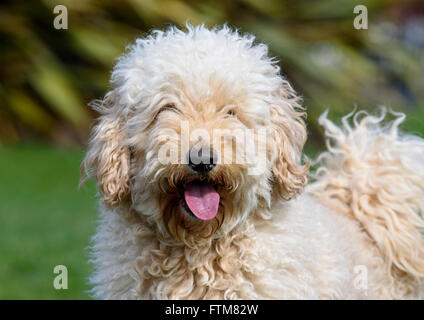 Beige (Aprikose) farbige sehr behaarte Labradoodle keuchend und schaut in die Kamera Stockfoto