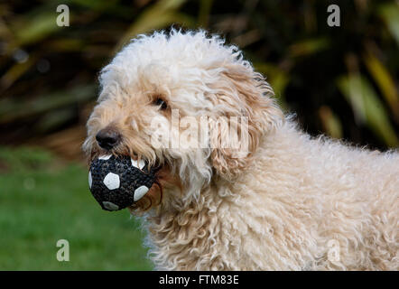 Beige (Aprikose) farbig sehr behaarte Labradoodle mit einem schwarzen und weißen Ball im Maul Stockfoto