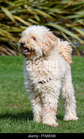 Beige (Aprikose) farbig sehr behaarte Labradoodle stehend auf einem Flecken des Grases Stockfoto