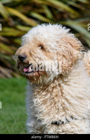 Beige (Aprikose) farbig sehr behaarte Labradoodle keuchend Stockfoto