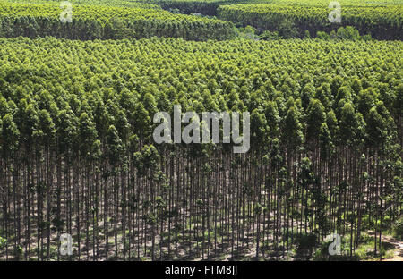 Wald von Eukalyptus-Zellstoff und Papier-Unternehmen Stockfoto