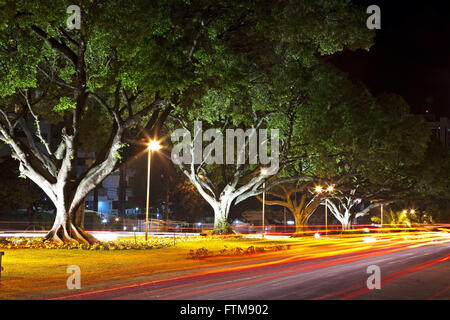 Allee der Bäume der Stadt Campo Grande Juli 14 Stockfoto